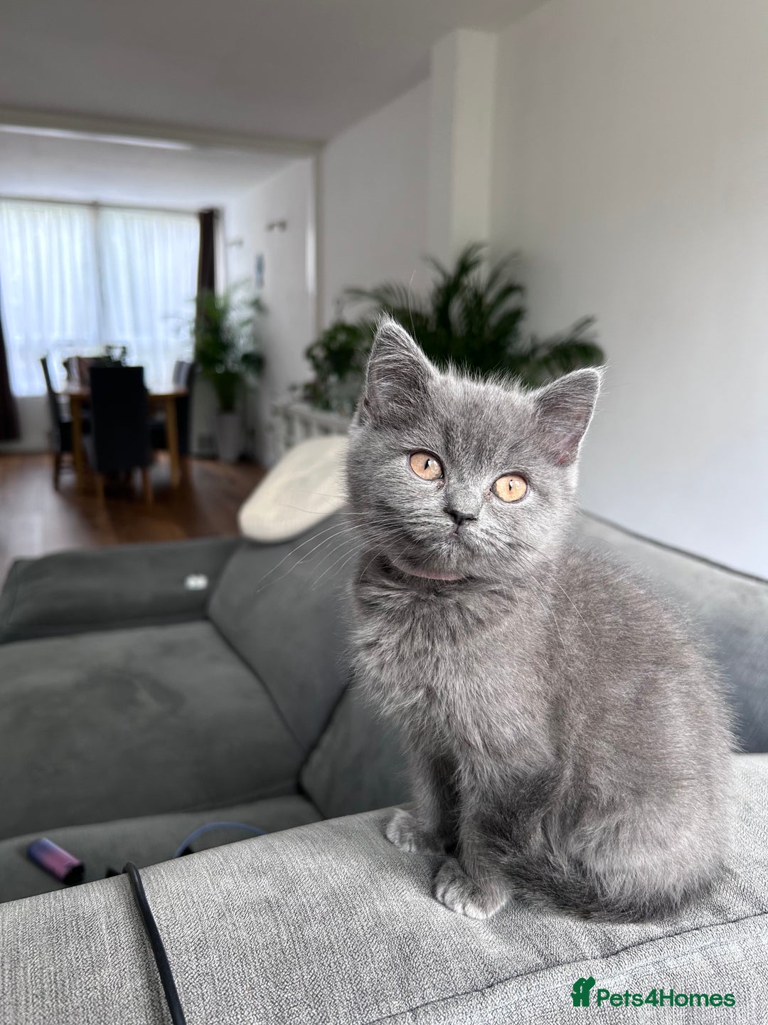 British Shorthair cats for sale: beautiful BSH girl (one girl left)  - Image 11