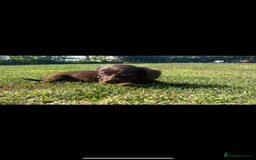 Dachshund dogs for sale: Dachshund - Image 4