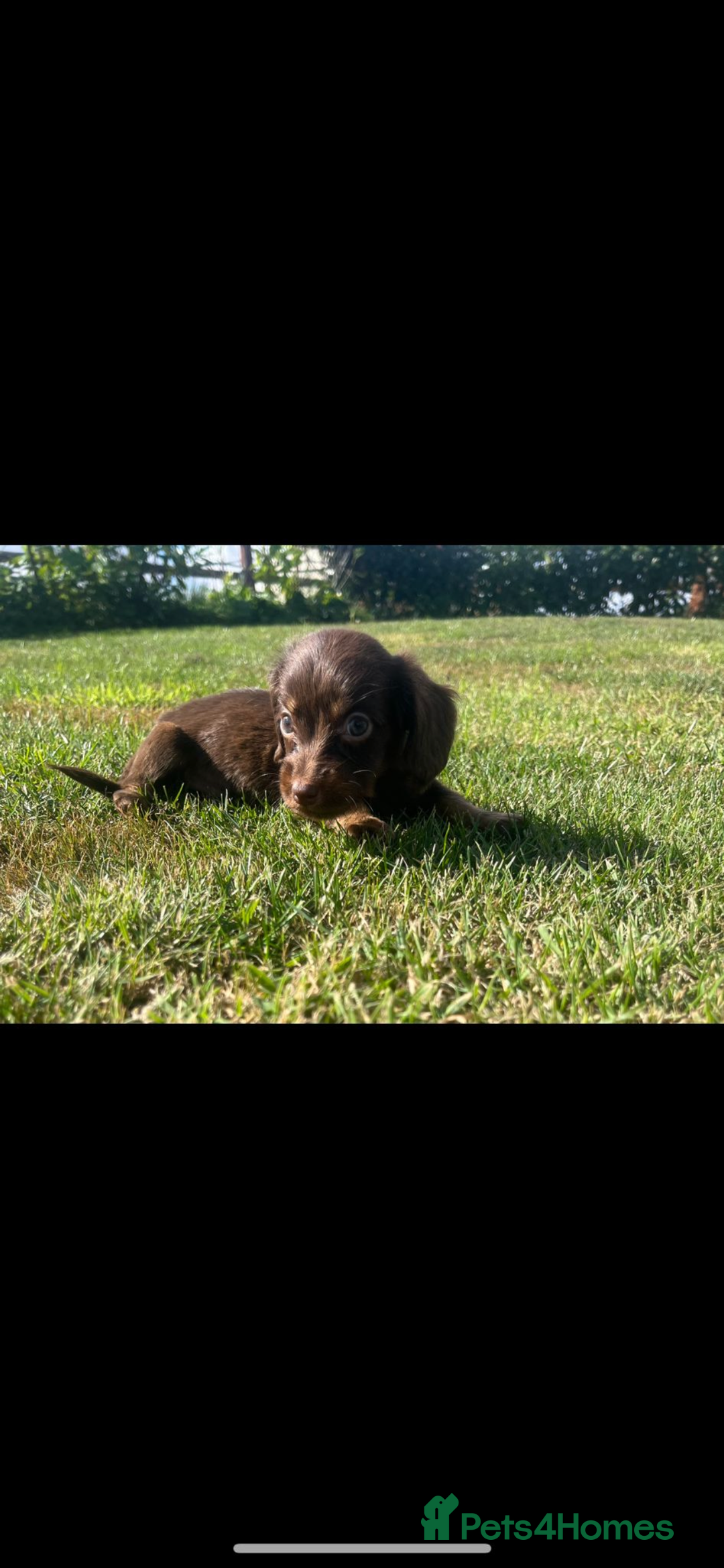 Dachshund dogs for sale: Dachshund - Image 4