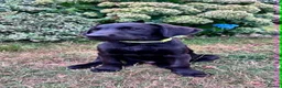 Labrador Retriever dogs for sale: KC Reg Puppies, FTCH Bred with versatility in mind - Advert 3