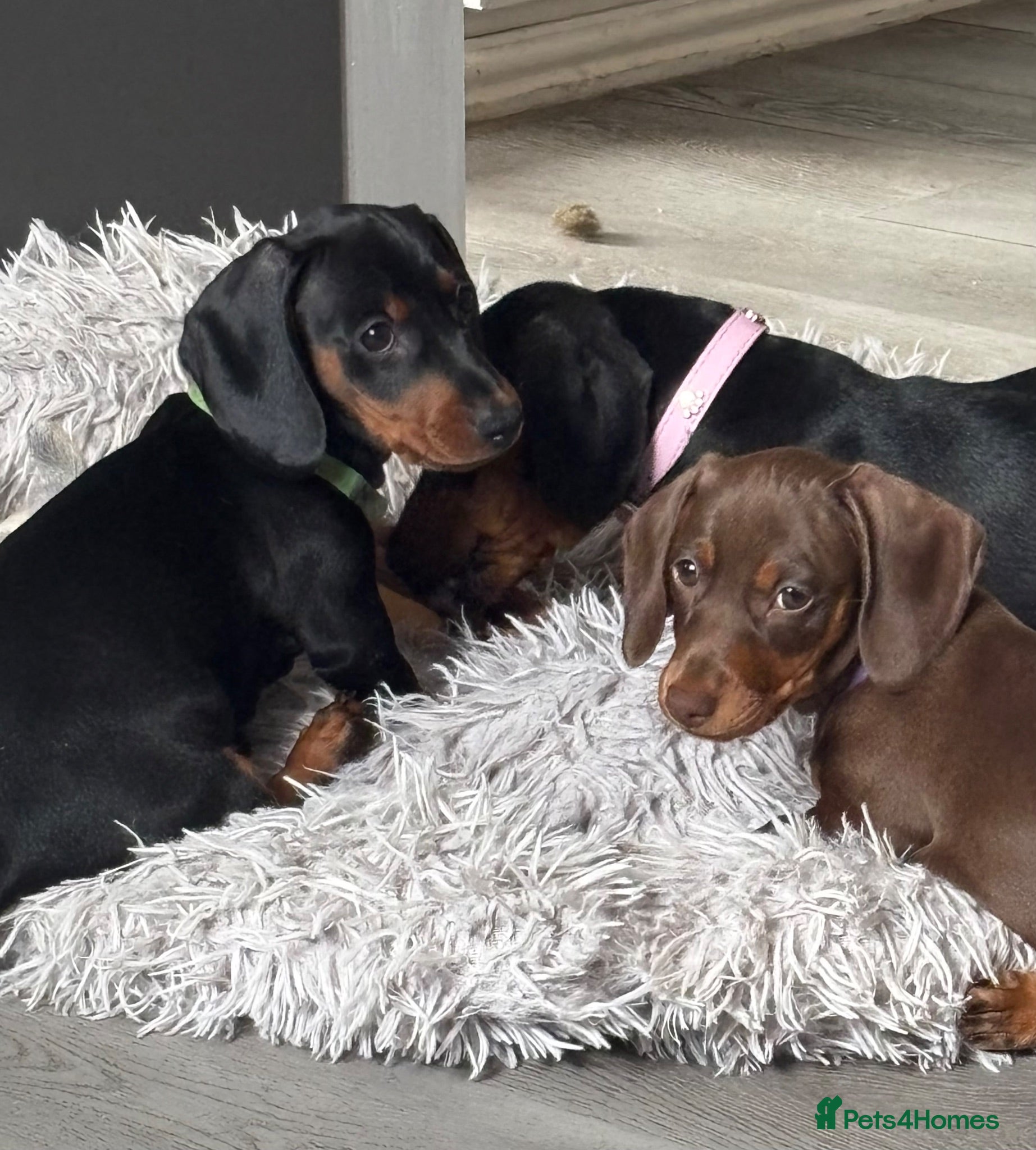Miniature Dachshund dogs Mini dachshunds 1 boy & 1 girl left - Advert 1