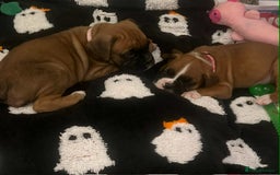 Boxer dogs for sale: Gorgeous litter of red and white boxers.  - Image 12