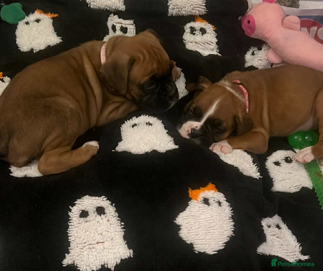 Boxer dogs for sale: Gorgeous litter of red and white boxers.  - Image 12