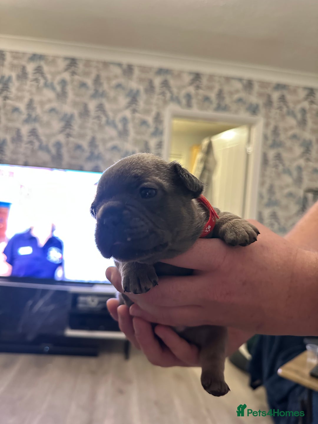 French Bulldog dogs for sale: 5 Beautiful French Bulldog Puppies - Advert 28