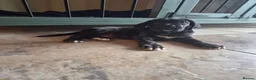 Cane Corso dogs for sale: 💜 IMPRESSIVE FULL PEDIGREE CANE CORSO LITTER 💜 - Advert 16