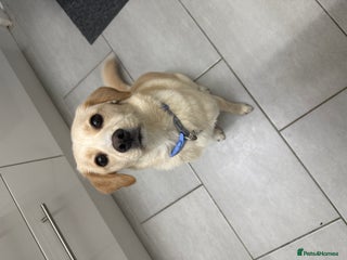 Mixed Breed dogs Belle the beagle - Advert 1