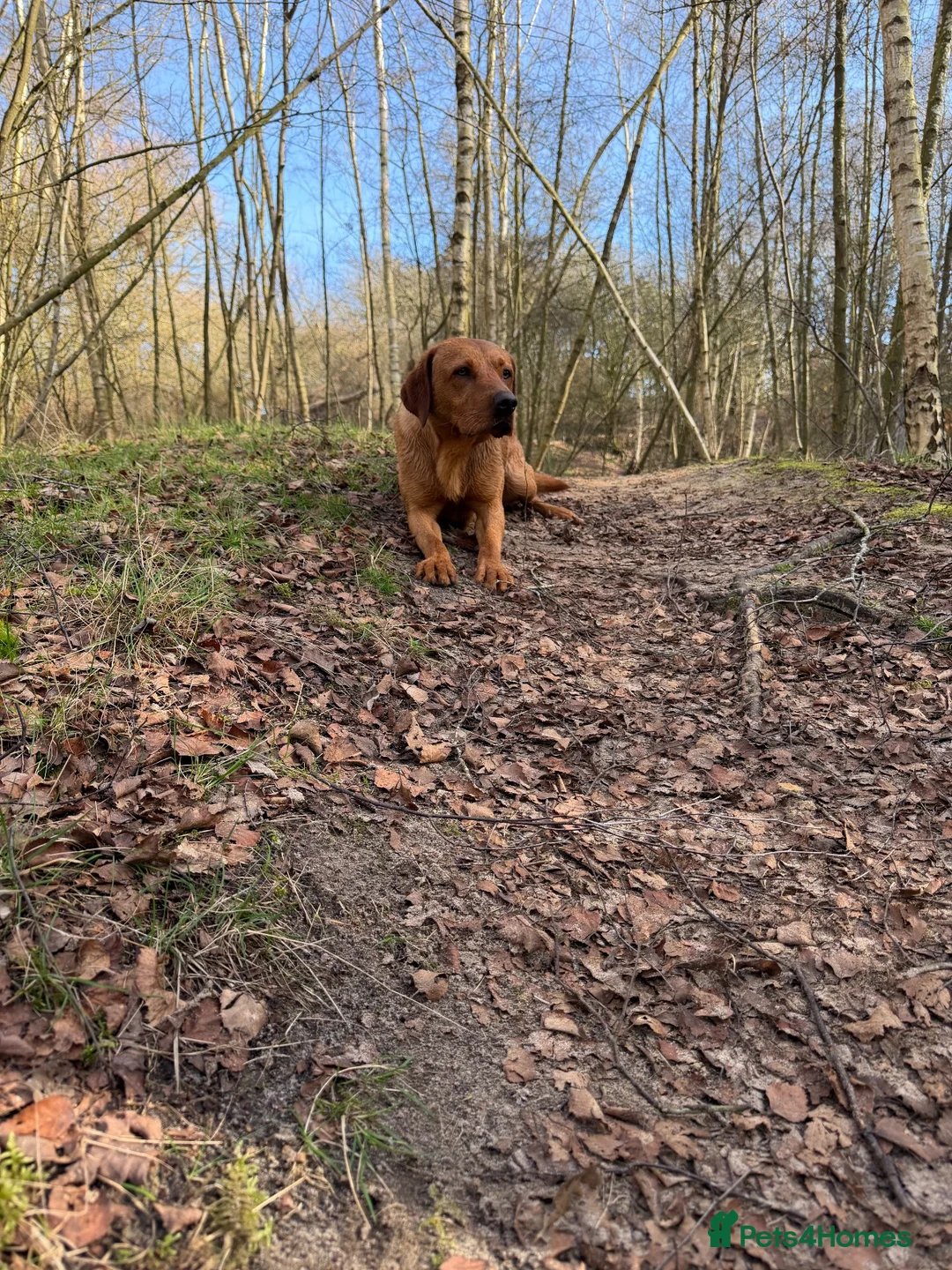 Cockerdor dogs for sale: 🐾 9 BEAUTIFUL COCKERDOR PUPPIES FOR SALE 🐾 - Advert 8
