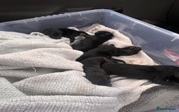 Borador dogs for sale: 5 borador puppies for sale - Image 3