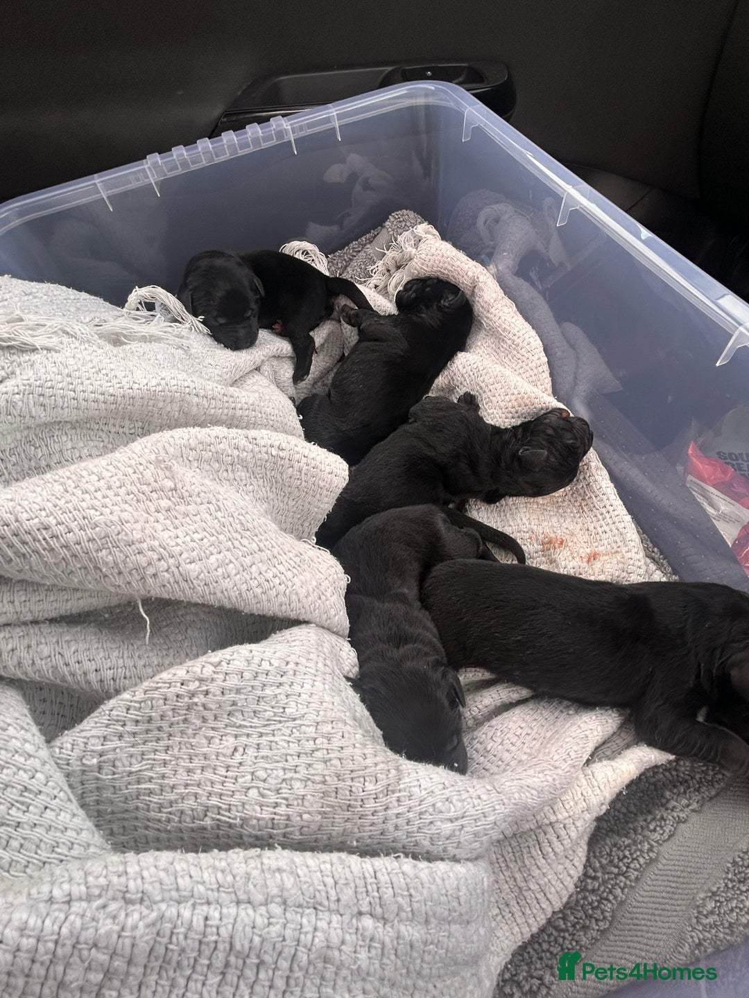 Borador dogs for sale: 5 borador puppies for sale - Image 3