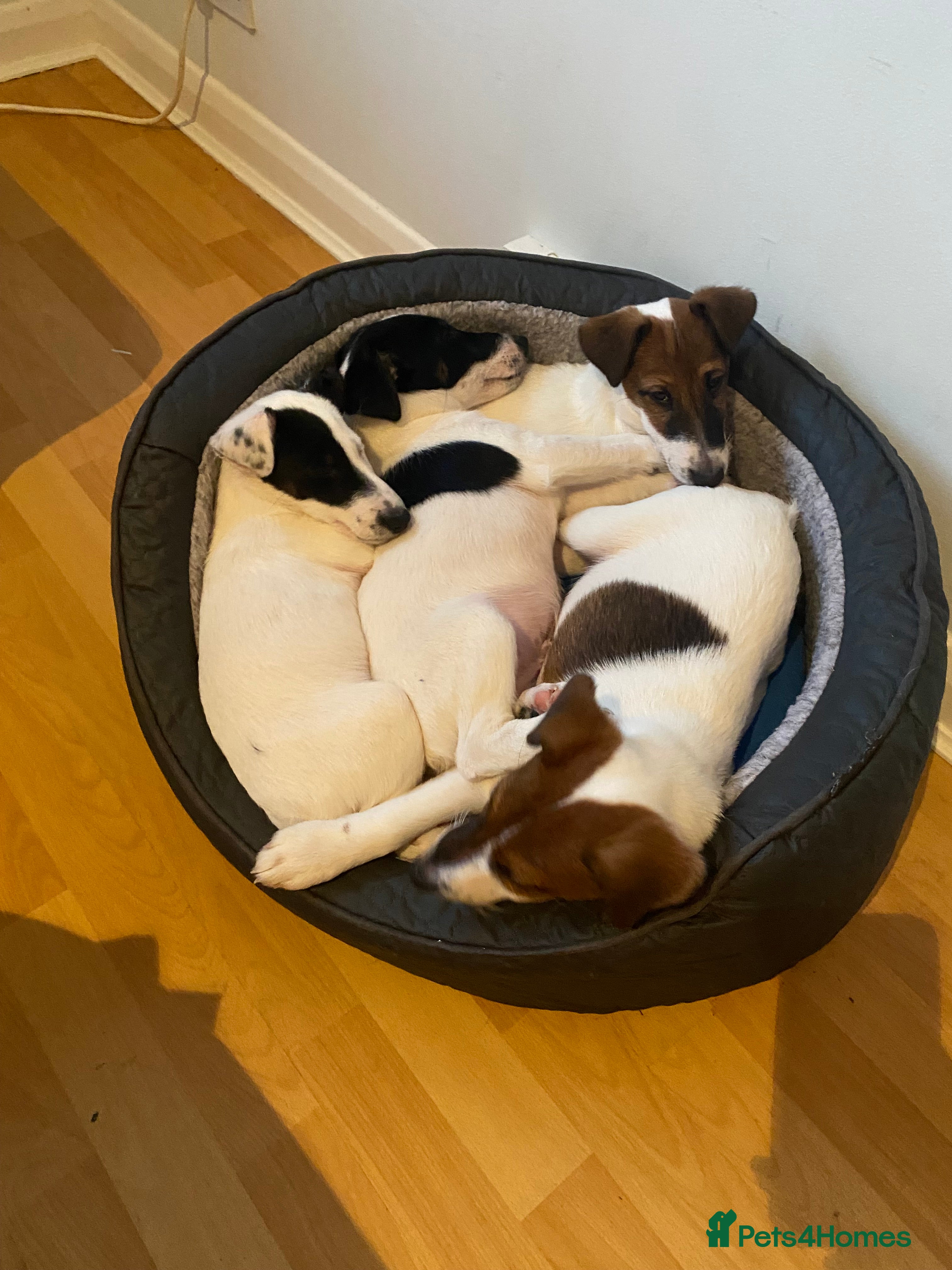 Fox Terrier dogs Smooth Fox Terrier beautiful home reared puppies   - Advert 1