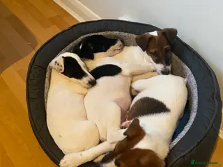 Fox Terrier dogs Smooth Fox Terrier beautiful home reared puppies - Advert 4