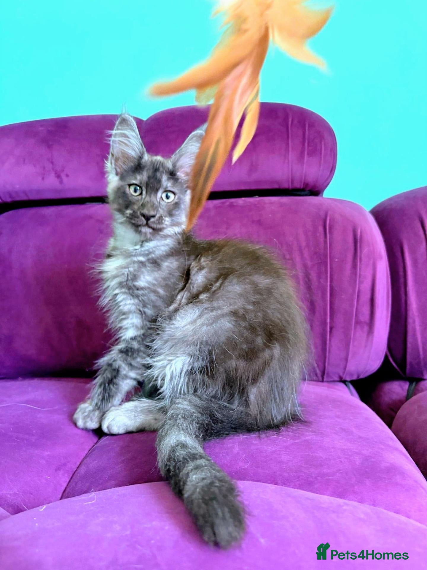 Maine Coon cats Pedigreed Maine Coon kittens - Advert 1