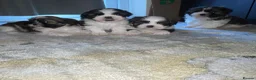 Shih Tzu dogs for sale: Shihtzu puppies for sale  - Advert 7