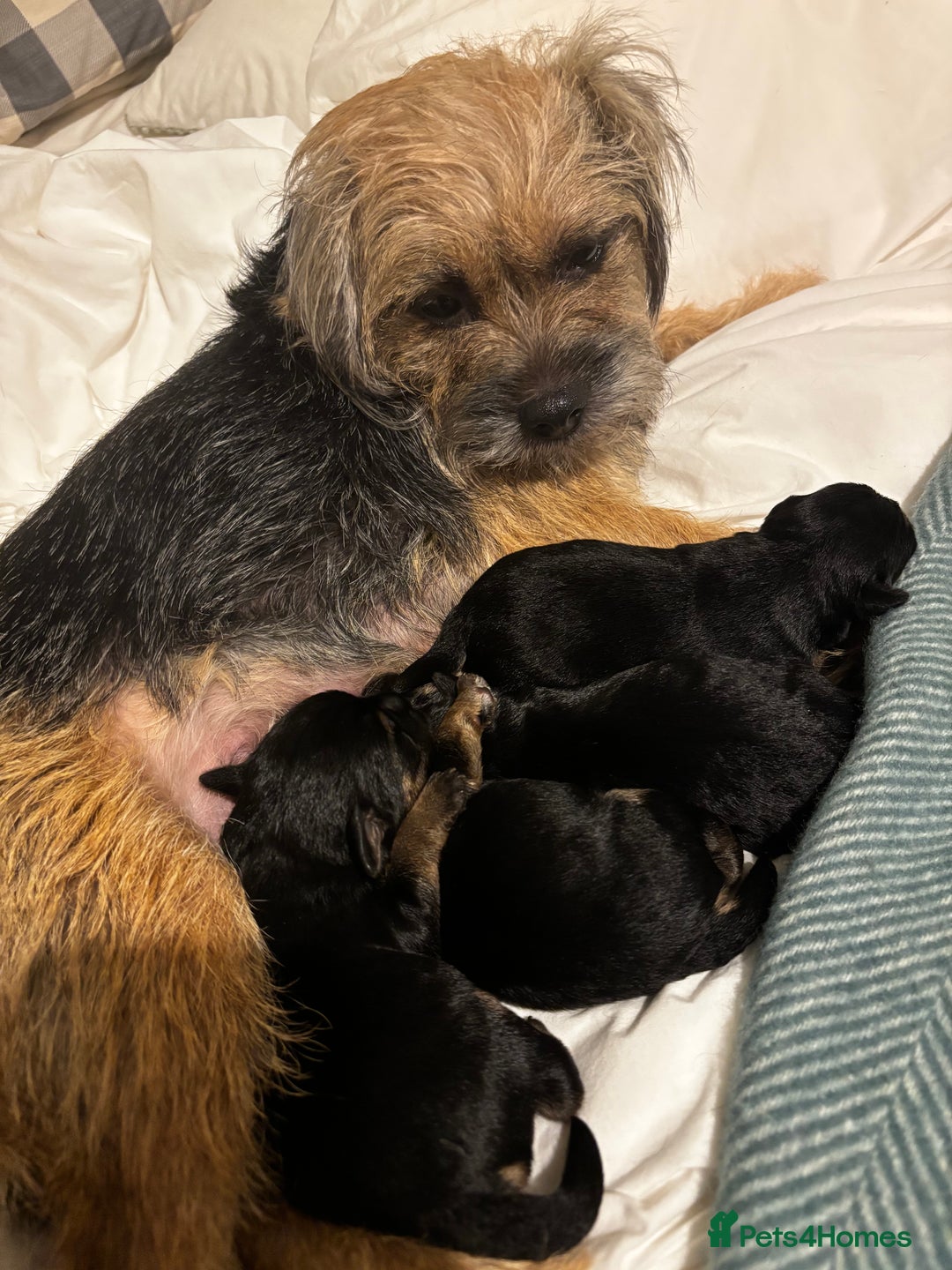 Border Terrier dogs for sale: Beautiful KC registered Border Terrier boys  - Advert 7