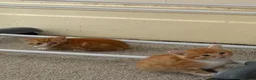 Mixed Breed cats for sale: 5 MIXED KITTENS  - Advert 4