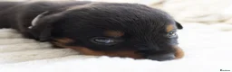 Rottweiler dogs for sale: Full KC Pedigree Rottweilers - Advert 7