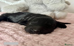 Labradoodle dogs for sale: Adorable Miniature Labradoodles  - Image 14