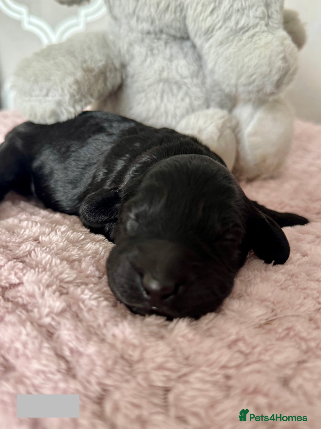 Labradoodle dogs for sale: Adorable Miniature Labradoodles  - Image 14