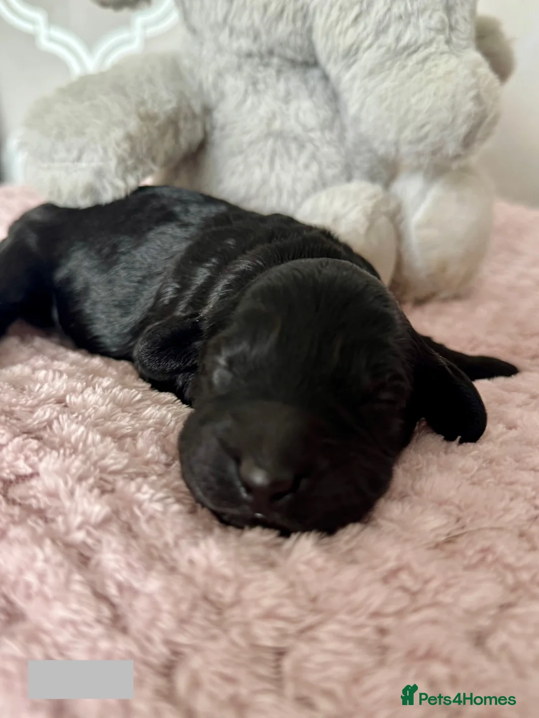 Labradoodle dogs for sale: Remaining boy Adorable Miniature Labradoodles left - Advert 29