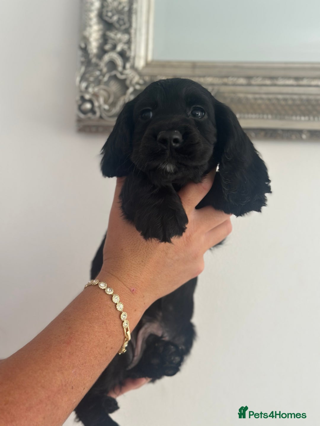 Cocker Spaniel dogs for sale: Cocker Spaniel Puppies perfect example ready now - Image 9