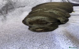 Labradoodle dogs for sale: F1 Labradoodle puppy’s  - Image 4