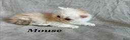 Persian cats for sale: 5 Beautiful Pure Persian Kittens - Advert 8
