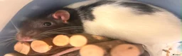 Rat rodents for sale: Loving Home Wanted for Two Male Rats + Full Setup - Advert 10