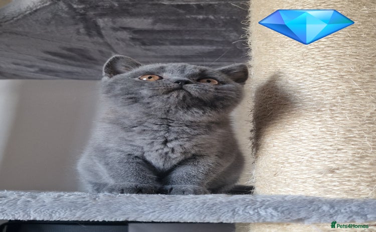 British Shorthair cats - Advert 1