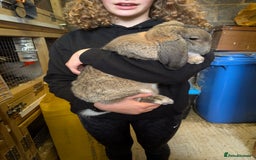 German Lop rabbits for sale: German Lop Rabbits - 10 week old babies - Image 6