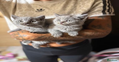 British Shorthair cats - Advert 11