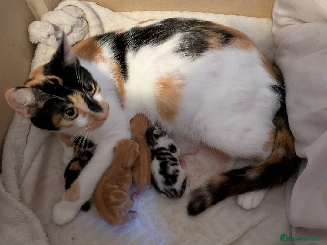 Mixed Breed cats for sale: Mixed breed maine coon  - Image 18
