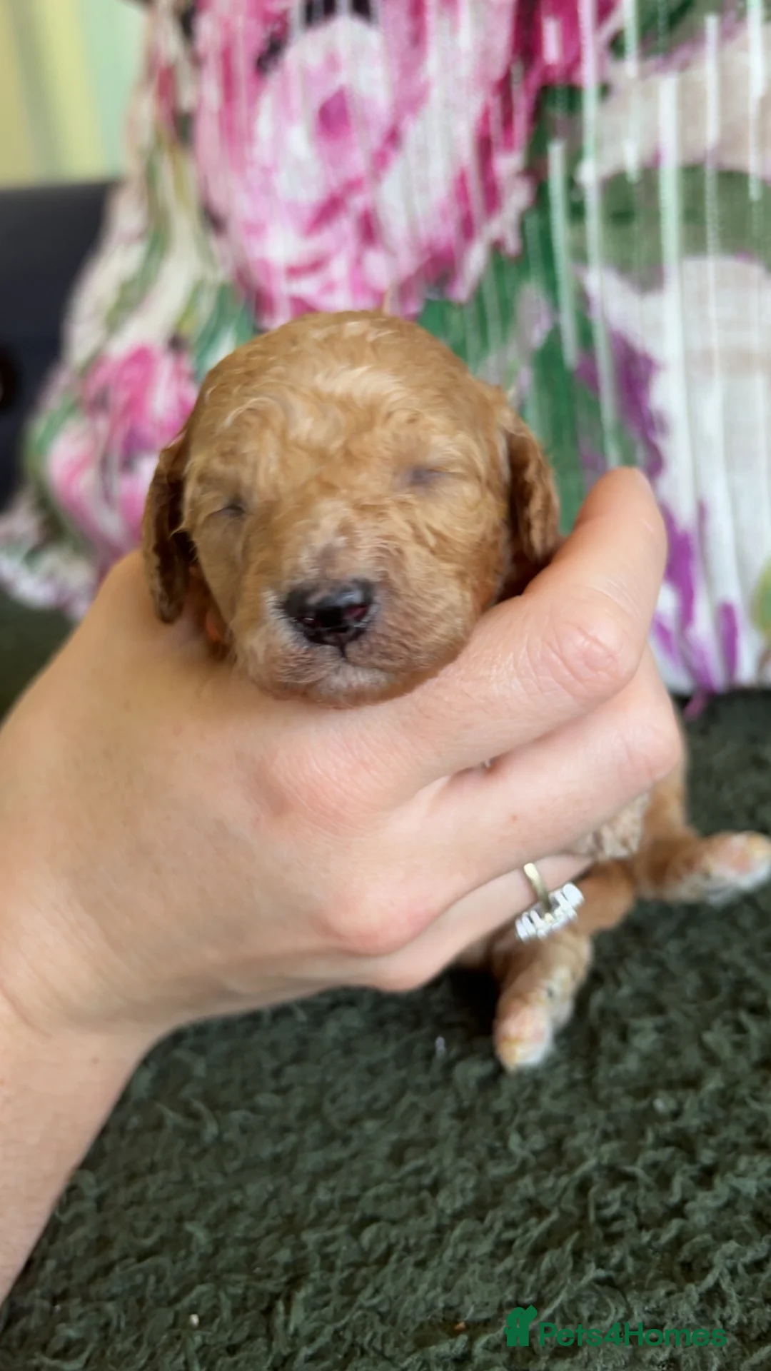 Cockapoo dogs for sale: Stunning F1B Cockapoos  in Stockport - Advert 2