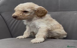Cockapoo dogs for sale: stunning cockapoo puppies  - Image 16