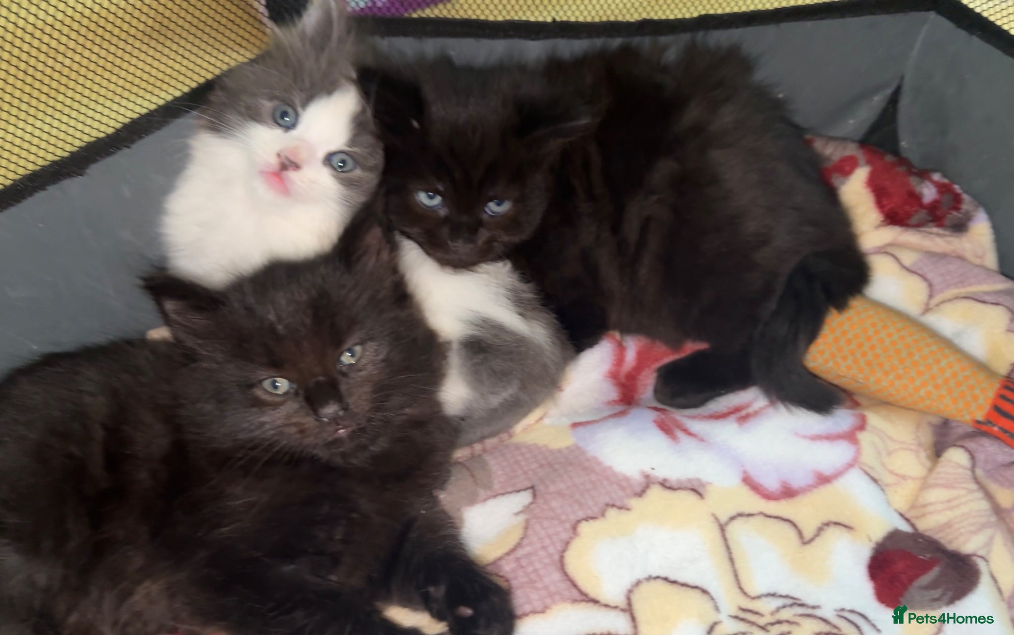 Mixed Breed cats 3 MALE LONG HAIRED FLUFFY KITTENS <3 - Advert 1