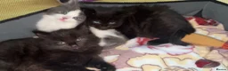 Mixed Breed cats for sale: 2 MALE BLACK LONG HAIRED FLUFFY KITTENS LEFT💘 - Advert 2