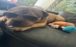 American Bully dogs for sale: Meet Bandit, American pocket bully  - Image 9