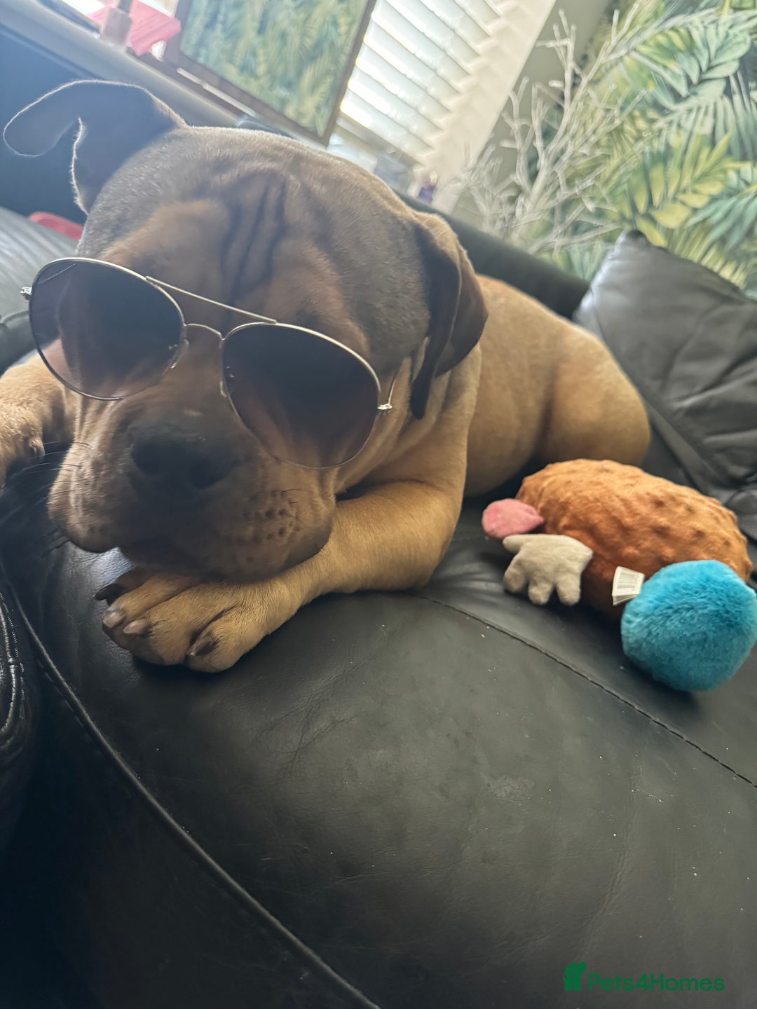 American Bully dogs for sale: Meet Bandit, American pocket bully  - Image 9
