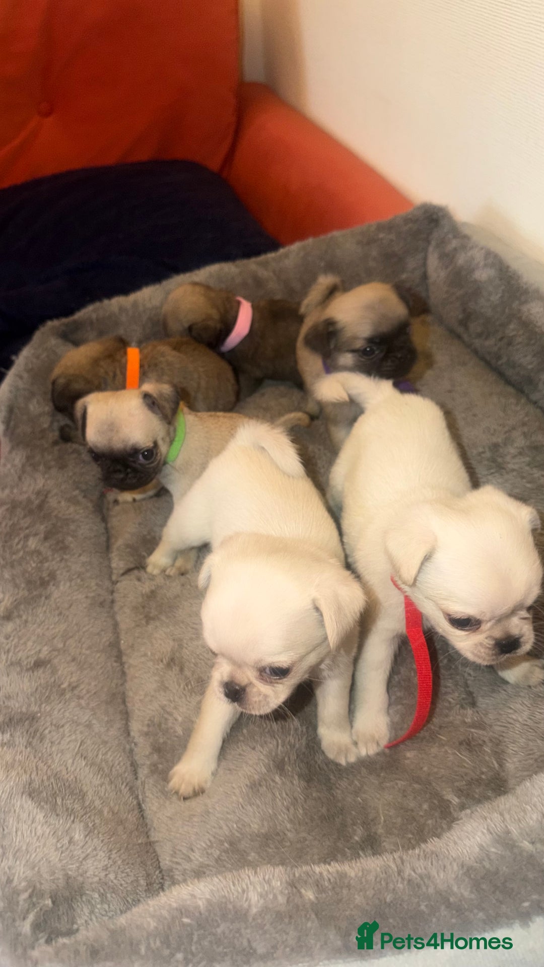 Pug dogs for sale: Beautiful Litter of 6 Pug Puppies, Rare Colours  - Advert 17
