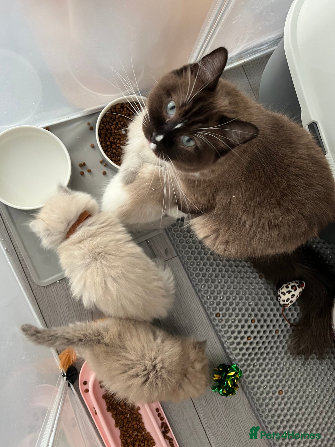Ragdoll cats for sale: Unique patterned fluffy Ragdoll kittens - Image 26