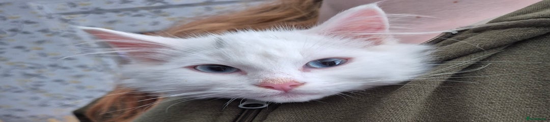 Mixed Breed Kitten 1