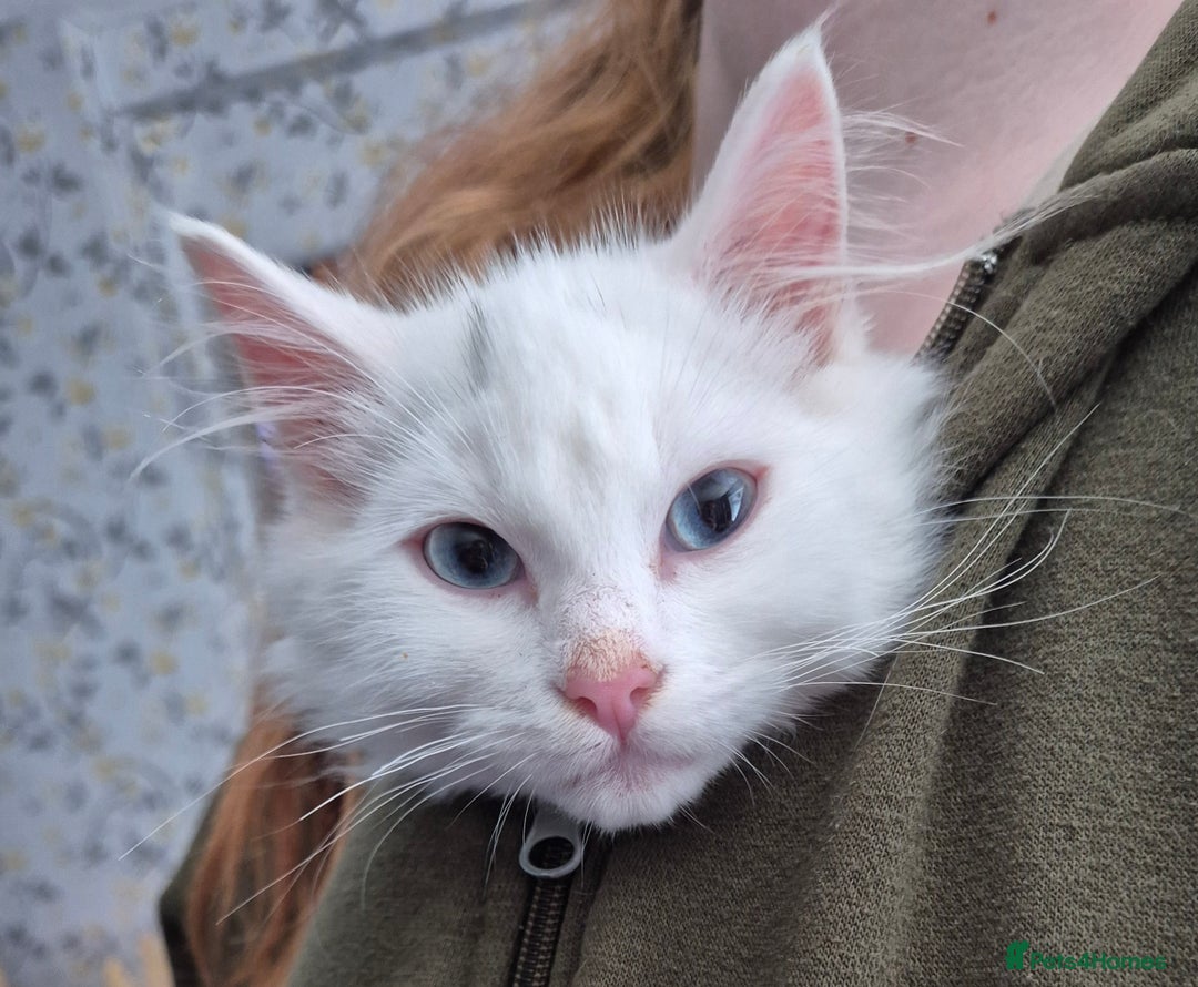 Mixed Breed cats for sale: X5 kittens  - Image 2