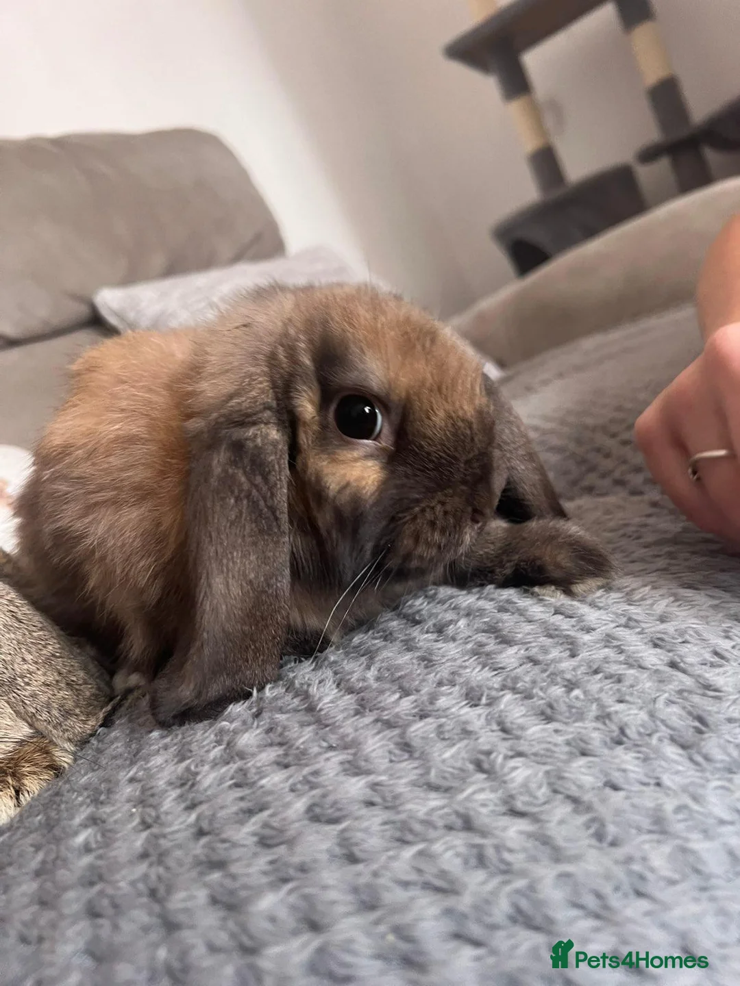German Lop rabbits for sale: Pair of Gorgeous lop girls  - Advert 2