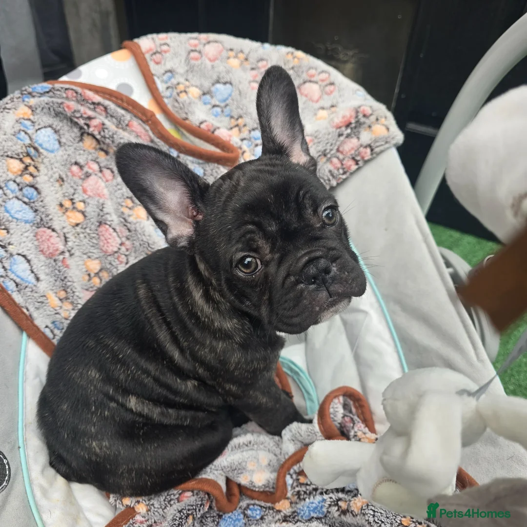 French Bulldog dogs for sale: Beautiful French Bulldog Female Puppy Ready Now in Dereham - Advert 2