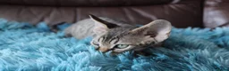 Devon Rex cats for sale:  GCCF Champion sired kittens ready now! - Advert 5