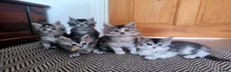Maine Coon cats for sale: Purebred Maine Coon last girl ready now - Advert 2