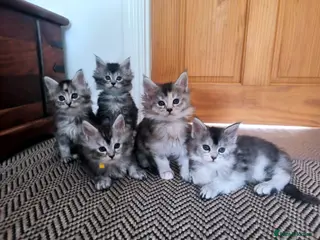 Maine Coon cats Purebred Maine Coon kittens - Advert 12