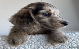 Miniature Dachshund dogs for sale: Miniature Purebred Dachshund Puppies - Image 13