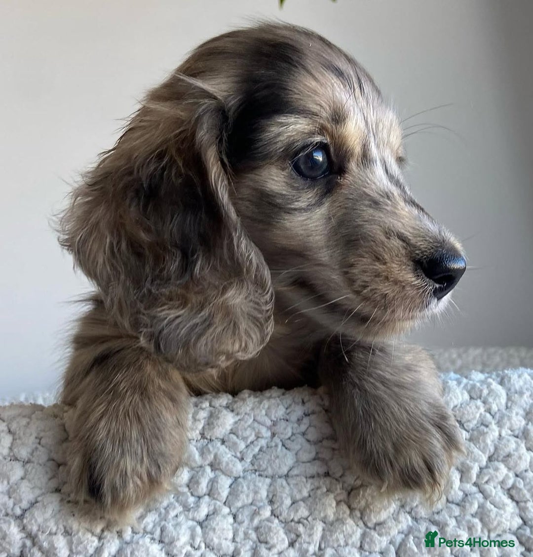 Miniature Dachshund dogs for sale: Miniature Purebred Dachshund Puppies - Image 13