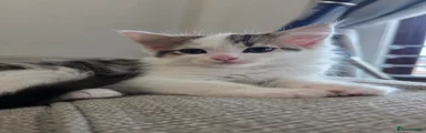 Ragdoll 1