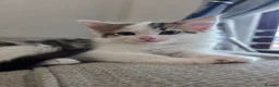 Ragdoll cats for sale: Beautigul anf Fluffy Ragdoll Cross kittens - Advert 20
